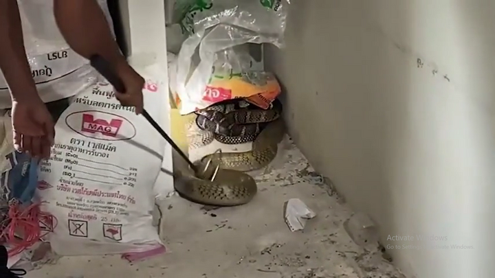 Ám ảnh phút giây phát hiện 2 con rắn hổ mang chúa 