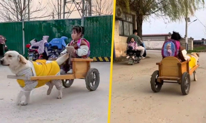 Chú chó “tài xế” rước bé gái đi học về gây bão mạng xã hội
