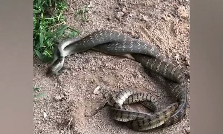 Kinh ngạc chứng kiến cảnh 2 con rắn