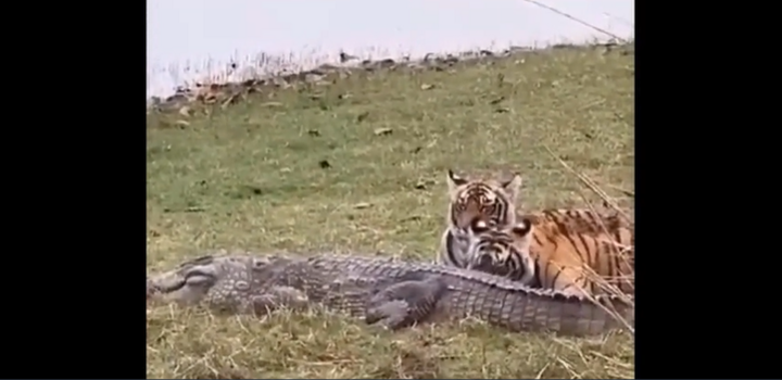Kịch tính màn bắt cá sấu để ăn thịt của hổ cái