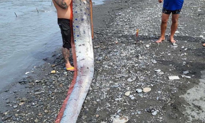 Video: Cận cảnh con cá mái chèo khổng lồ dài 6m, nặng 130kg