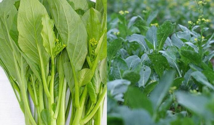 Cách nhận biết rau có thuốc trừ sâu