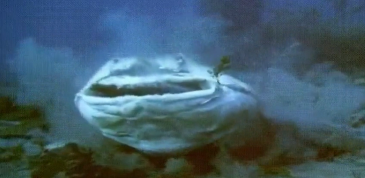 Kinh hãi cá mập săn mồi nhanh gọn 