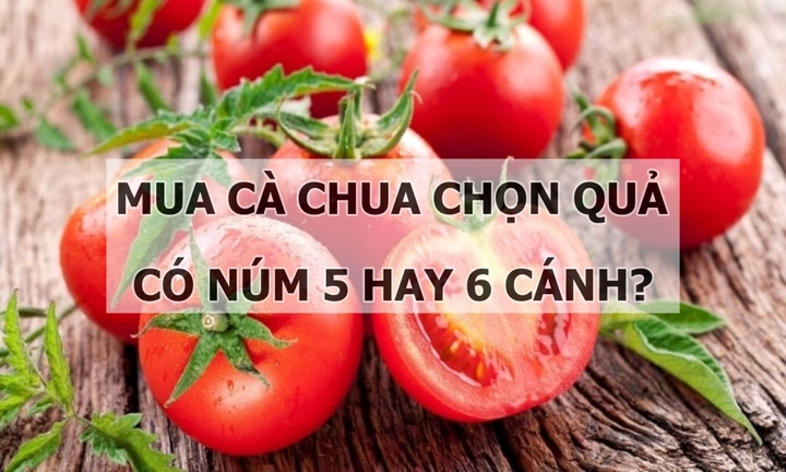 Nên chọn quả có núm 5 hay 6 cánh khi mua cà chua?