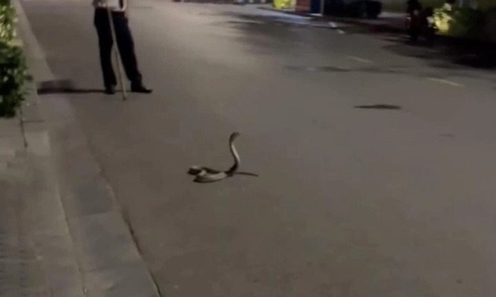 Rắn hổ mang nặng 3kg 