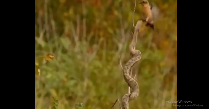 Video: Con rắn ngụy trang săn mồi đỉnh cao, giây thứ 2 khiến người xem bất ngờ