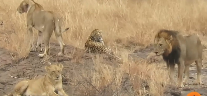 Video: Bị bầy sư tử bao vây và pha xử lý khôn khéo của báo hoa mai