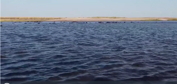 Hà mã rượt đuổi, tấn công thuyền chở khách du lịch