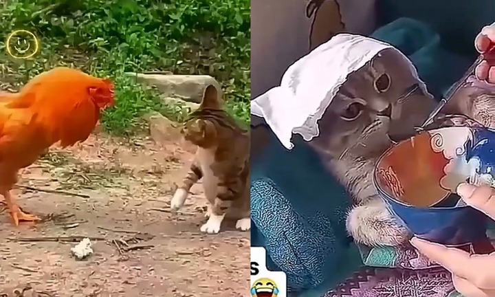 Video: Liều lĩnh đối đầu với gà trống, mèo bị đánh cho te tua