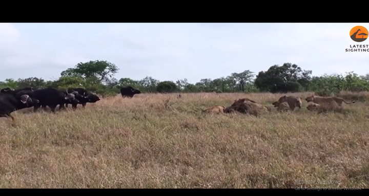 Trâu rừng phản công đàn sư tử, giải cứu đồng loại