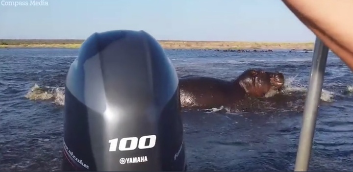 Video: Hà mã hung dữ, cắn thuyền chở đầy khách du lịch