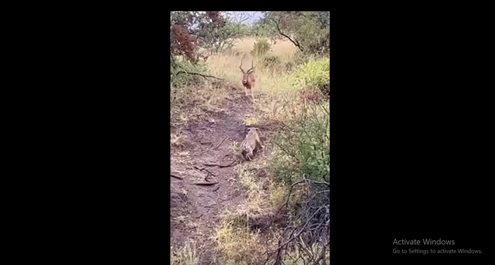 Cả gan vào địa bàn của báo hoa mai, linh dương phải trả giá đắt