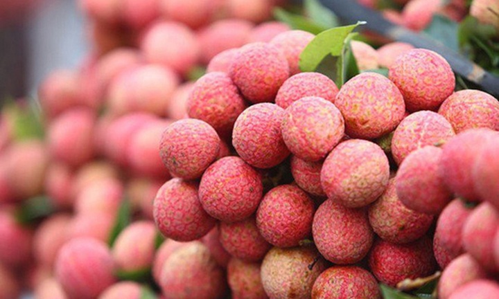 Vải thiều mất mùa, giá xuất khẩu dự báo tăng cao