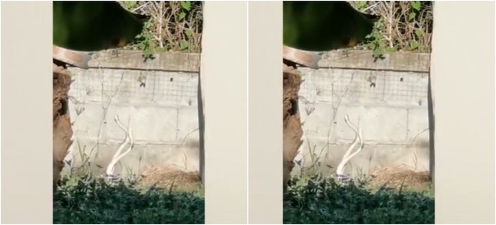 Video: Phát hiện hành động kỳ lạ của hai con rắn trong bãi cỏ