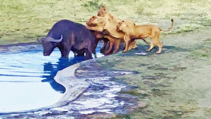Video: Bị 6 con sư tử bao vây, trâu già bất lực bỏ mạng