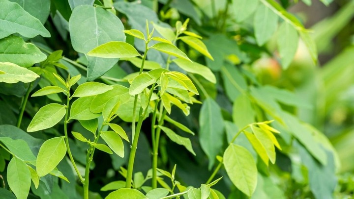 5 nhóm người tuyệt đối không nên ăn rau ngót