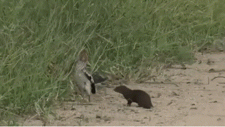 Cầy mangut lùn giả chết khiến chim lớn 