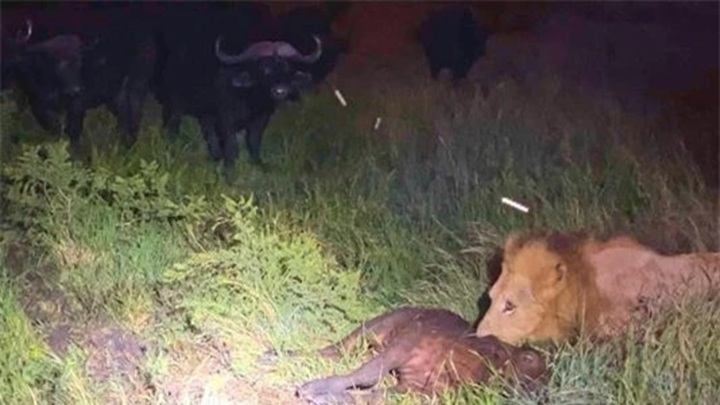 Clip: Trâu rừng châu Phi