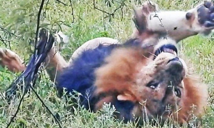 Vua sư tử cũng phải 