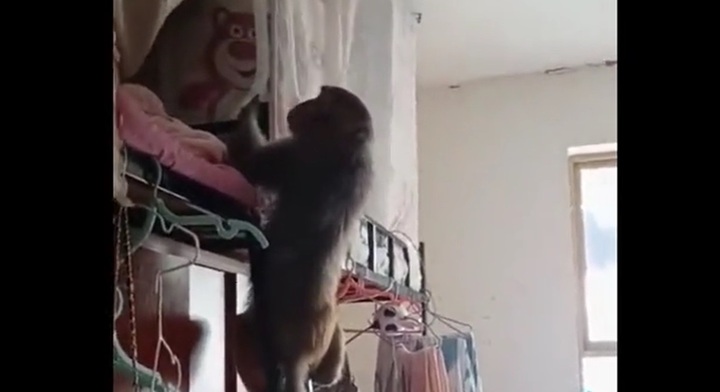 Video: Ký túc xá sinh viên nữ bất ngờ bị khỉ đột nhập và quậy phá