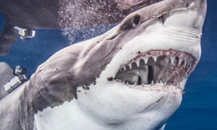 Video: Màn săn mồi chớp nhoáng của cá mập vây đen hung dữ