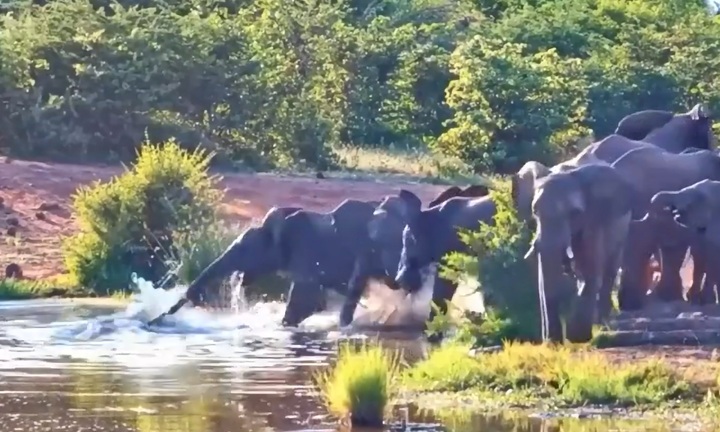 Voi rừng bị cá sấu tấn công khi đang uống nước và cái kết bất ngờ