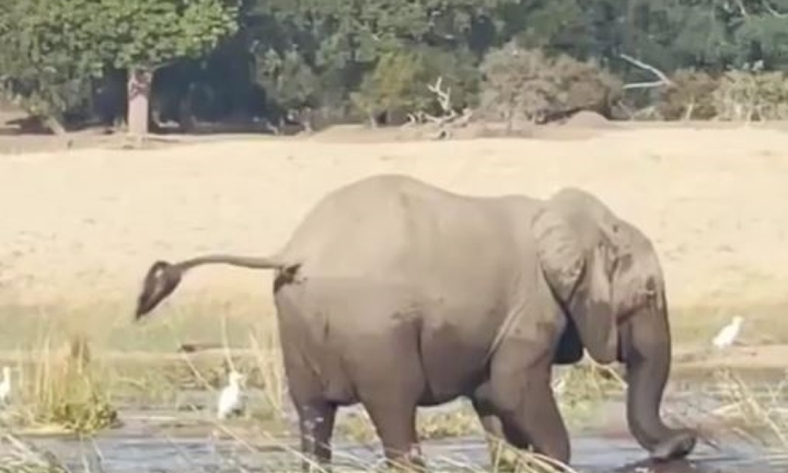 Chọn nhầm đối thủ gây chiến, cá sấu nhận cái kết đắng