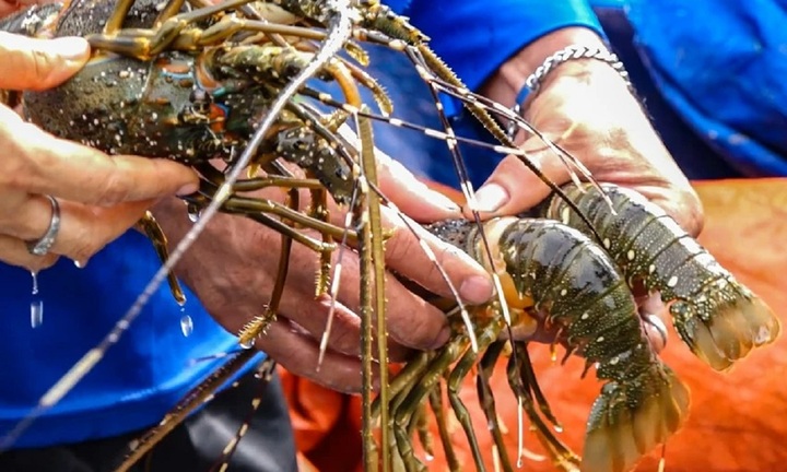 Nhận định nguyên nhân ban đầu vụ 61 tấn tôm hùm chết đột ngột ở đầm Cù Mông