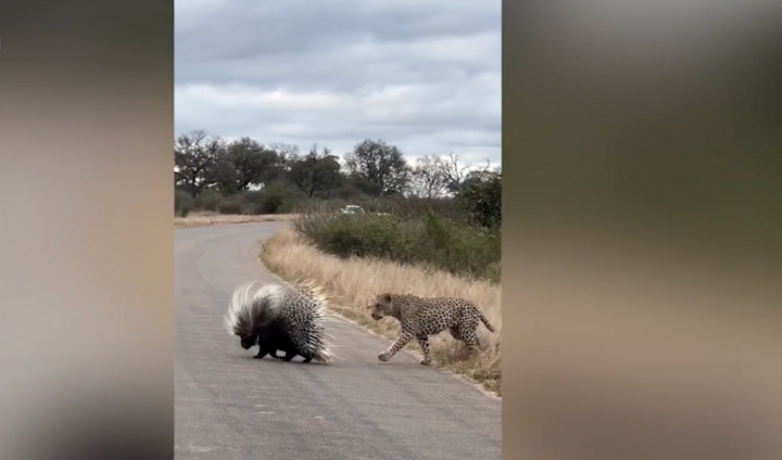 Đói quá hóa liều, báo hoa mai nhận cái kết đắng