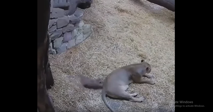 Video: Sư tử mẹ 