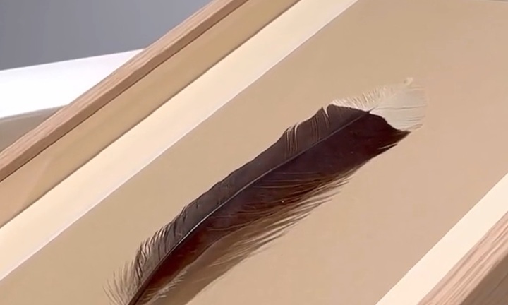 Giải mã chiếc lông chim đặc biệt được bán với mức giá kỷ lục 725 triệu đồng