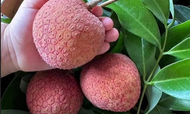 Vải thiều “khổng lồ” to ngang bàn tay giá siêu đắt đỏ