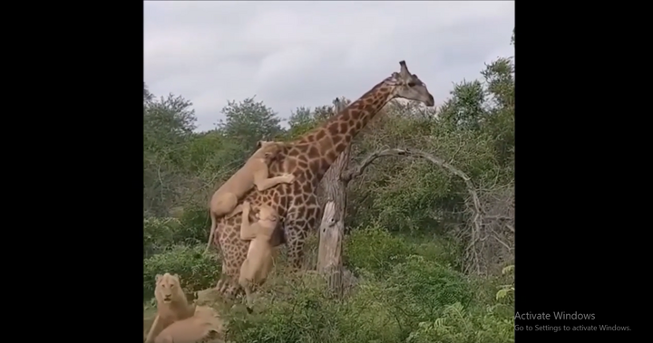 Bị sư tử đeo bám tấn công, hươu cao cổ không bỏ chạy nhưng cái kết đầy bất ngờ
