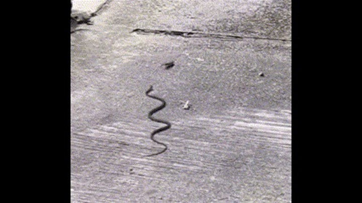 Video: Bị rắn truy sát, thằn lằn nhận cái kết đắng