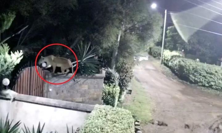 Video: Sư tử nhảy qua hàng rào, trộm chó nặng 75kg của người dân