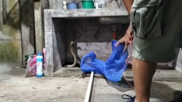 Rắn hổ mang chúa hung hãn tấn công nhân viên cứu hộ