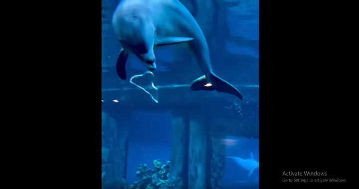 Tròn mắt xem cá heo bắn bóng nước từ lỗ thở