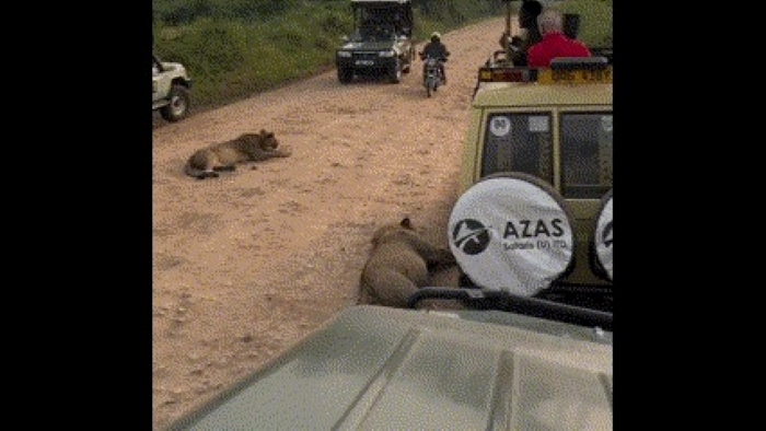Người đàn ông liều lĩnh đi xe máy qua bầy sư tử hoang dã