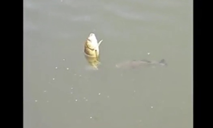 Video: Đang câu cá, cần thủ gặp tình huống cảm động bất ngờ