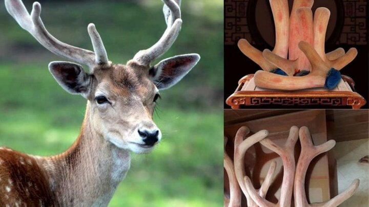 Những loại đặc sản “giá trên trời” nhưng nam giới rất “ưa chuộng” 