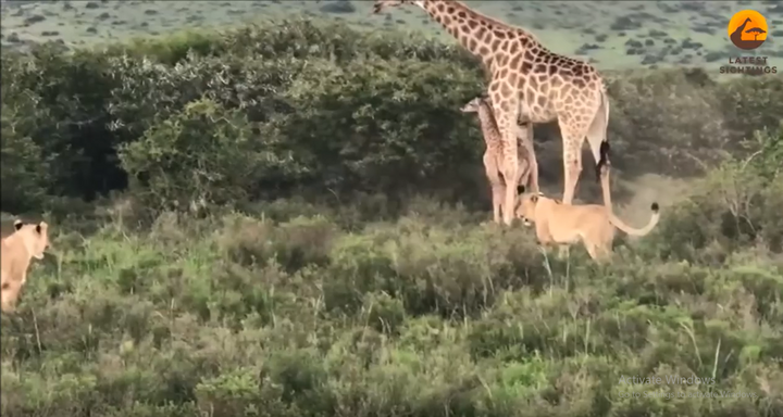 Video: Hươu cao cổ liều mình với sư tử, bảo vệ con non