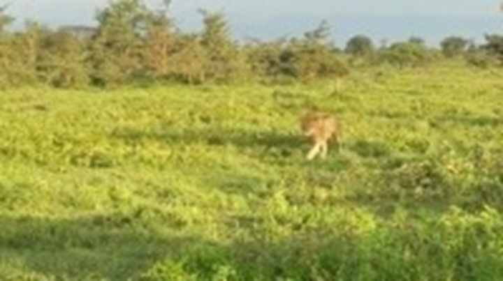 Đang ngủ trưa thì gặp sư tử, linh dương gặp cái kết