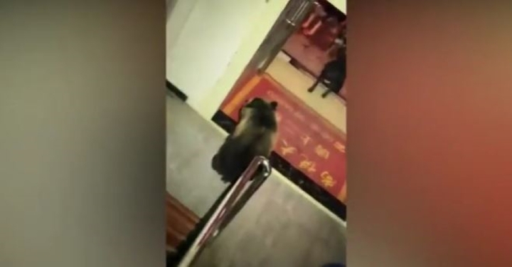 Du khách đứng tim khi thấy gấu hoang đột nhập khách sạn