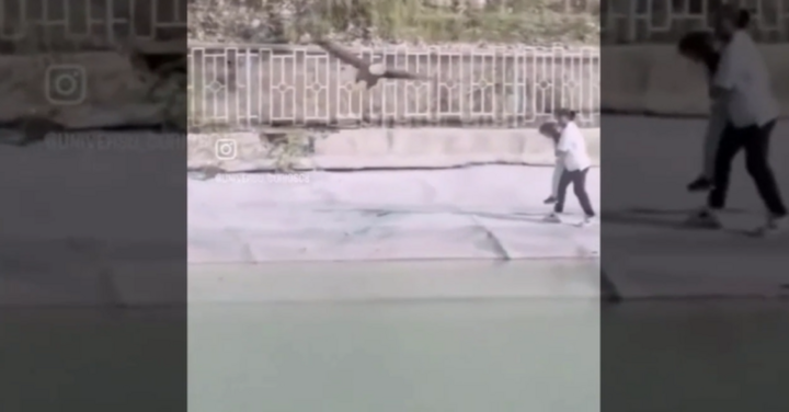 Thót tim trước khoảnh khắc đại bàng sà xuống định “bắt” bé gái