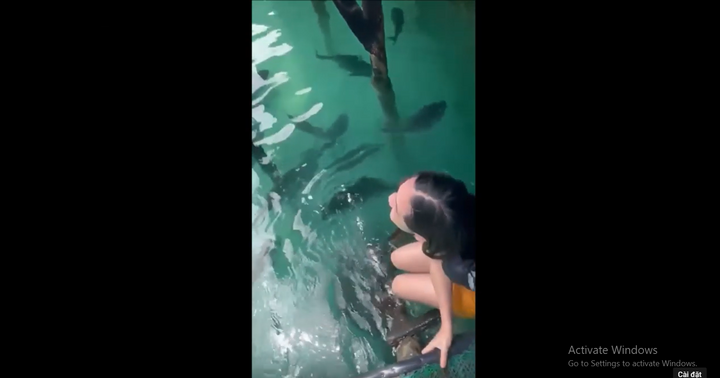 Video: Rùng mình cảnh cá đuối gai độc rượt đuổi nữ du khách