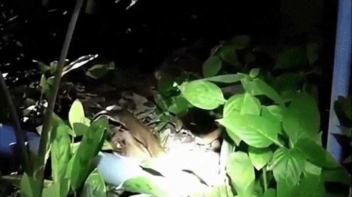 Rùng mình cảnh rắn hổ mang chúa ăn thịt đồng loại ở Thái Lan