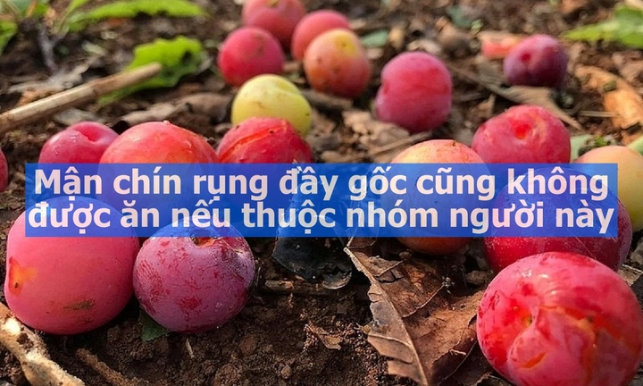 Mận chín rụng đầy gốc cũng không được ăn nếu thuộc nhóm người này