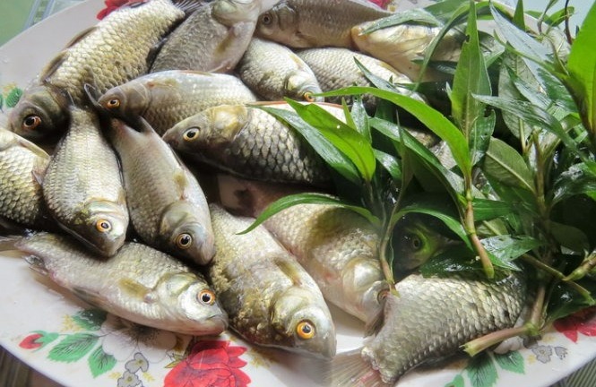 Mua cá diếc ngon nên chọn con to hay con nhỏ?