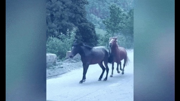 Video: Ngỡ ngàng chứng kiến 2 con ngựa lao vào đánh nhau giữa đường