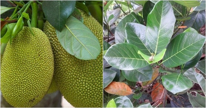 Lá mít có thật sự giải rượu như lời đồn trong dân gian?